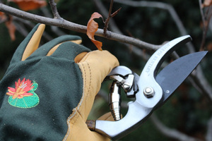 Sekator Joseph Bentley -  do wiosennego cięcia krzewów oraz ochronne rękawice