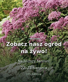Zobacz nasz ogród na żywo - 22 i 23 sierpnia, Dni Sadźca