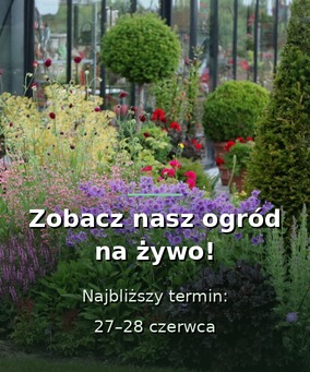 Zobacz nasz ogród na żywo - 27 i 28 czerwca