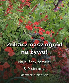 Zobacz nasz ogród na żywo - 8 i 9 sierpnia, kiermasz w niedzielę