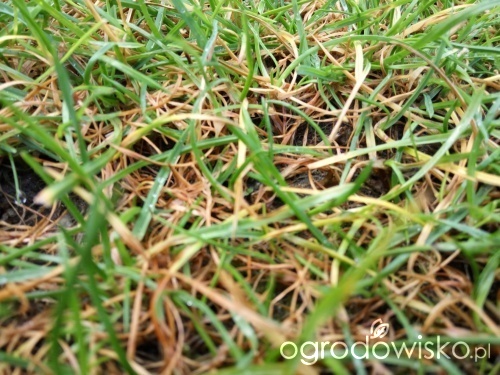 Odczyn Ph Gleby Pod Trawnik Forum Ogrodnicze Ogrodowisko