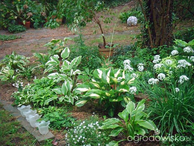 Pamiętajcie o ogrodach strona 172 Forum ogrodnicze