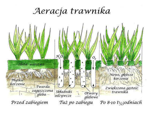 Zakladanie Trawnika Z Siewu Trawnik Z Siewu Strona 29 Forum Ogrodnicze Ogrodowisko