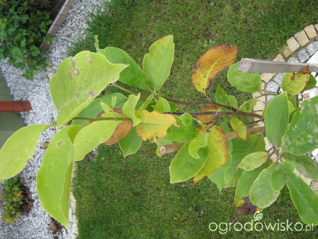 Choroby I Szkodniki Magnolii Magnolia Forum Ogrodnicze Ogrodowisko