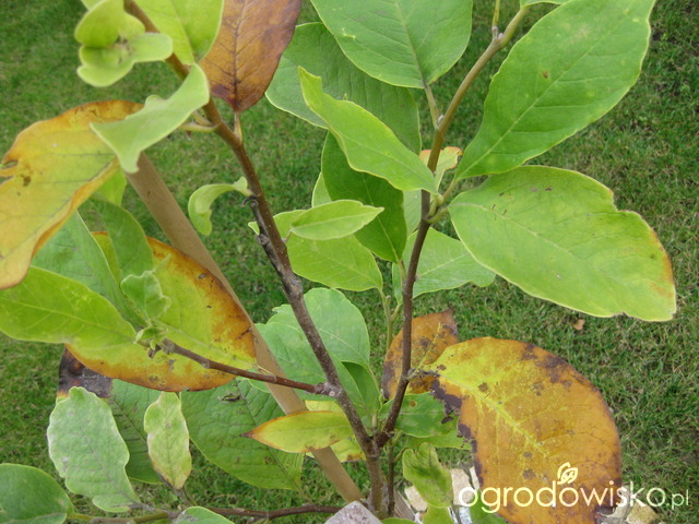 Choroby I Szkodniki Magnolii Magnolia Forum Ogrodnicze Ogrodowisko