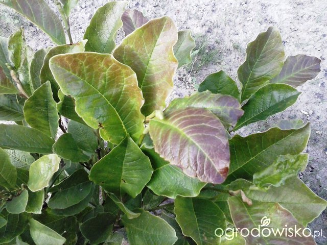 Choroby I Szkodniki Magnolii Magnolia Strona 13 Forum Ogrodnicze Ogrodowisko