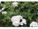 Biały goździk brodaty (Dianthus barbatus)