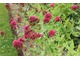 Wszędobylskie ostrogowce czerwone (Centranthus ruber)