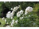 Wiele z róż, które sklasyfikowano jako stare róże ogrodowe, są bardzo odporne na niskie temperatury, a innym, jak mieszańcom herbatnim - mrozy mogą wyrządzić znaczne szkody