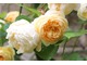 Róża "Crocus Rose" lubi pełne słońce, żyzną glebę i wytrzymuje mrozy do minus 20 stopni