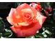 Róża "Sunset Boulevard" to niezawodna róża o silnym wzroście  i kwitnieniu od czerwca do października