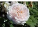 Róża "Miss Alice" ma piękny zapach, średni wzrost i powtarza kwitnienie
