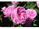 Róża "Gertrude Jekyll" ma piękne, podwójne, różowe kwiaty od lipca do września i szaro-zielone liście.  Kwiaty mają charakterystyczny, staroświecki zapach