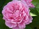 Róża "Mary Rose" toleruje ciężkie gleby i duży mróz