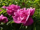 Róża pomarszczona (Rosa rugosa) jest odporna na złe warunki glebowe, ale lubi stanowiska słoneczne