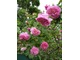 Róża "Madame Lauriol de Barny" z 1868 roku  to doskonała róża burbońska o mocnym zapachu