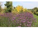 Łany werbeny patagońskiej (Verbena bonariensis)