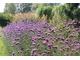 Werbena patagońska (Verbena bonariensis)