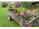 Jest to świetny sposób, aby uzyskać więcej roślin za darmo, odmłodzić swoje rośliny i odmienić ogród. Zagęszczone rabaty przerzedzamy