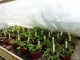 Przed przymmrozkami pobieramy sadzonki z roślin balkonowych, jeśli chcemy sami produkować je na przyszły sezon