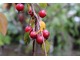 Owoce jabłoni purpurowej (Malus ×purpurea "Royalty") są również purpurowoczerwone i długo utrzymują się na drzewie