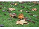 Trawniki kosimy jesienią ostatni raz, grabimy dokładnie z wszelkich liści i zanieczyszczeń. Pozostawione na powierzchni trawnika, spowodują jego gnicie i zamieranie