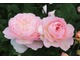  Podwójne rabaty różane z okazami od Davida Austina, znanej i sławnej szkółki położonej w pobliżu zwierają piękne odmiany róż