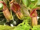 Nepenthes (dzbanecznik)