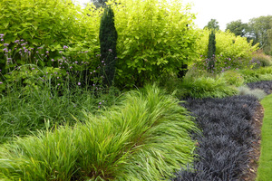 Hakonechloa macra w zestawieniu z czarnym konwalnikiem (Ophipogon planiscapus "Nigrescens")