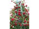 Drewniany obelisk dla pnących róż. Jego delikatnie niebieski kolor pięknie kontrastuje z mocną czerwienią kwiatów 
