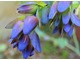 Przyglądając się Cerinthe z bliska, zauważymy niezwykłe, zwisające niczym krople, niebieskie kwiaty, niebiesko-zielone liście i purpurowo-fioletowe przylistki