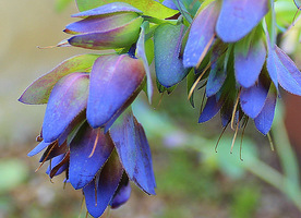 Przyglądając się Cerinthe z bliska, zauważymy niezwykłe, zwisające niczym krople, niebieskie kwiaty, niebiesko-zielone liście i purpurowo-fioletowe przylistki