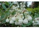 Kwitnie na przełomie czerwca i lipca w postaci białych dzwoneczków, przypominających kwiaty konwalii, które delikatnie i słodko pachną anyżem