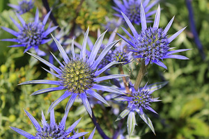 Eryngium bourgatii (mikołajek iberyjski) to najbardziej znany mikołajek