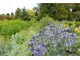 Kobaltowy kolor kwiatów świetnie wygląda w ogrodzie zwłaszcza wśród okazałych kęp traw i bylin o okazałych liściach