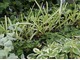 Oprócz pelargonii możemy także pobierać sadzonki z innych roślin balkonowych, fot. Grzegorz Chytrowski