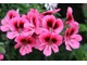 Roślina przeznaczona do pobierania sadzonek (na zdj. pelargonia "Pink Aurore") powinna być zdrowa oraz pozbawiona wszelkich oznak chorób i szkodników, fot. Danuta Młoźniak