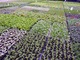 Uprawa wielkotowarowa w Niemczech. Produkowane są tutaj miliony sadzonek roślin balkonowych na rynek nie tylko europejski, fot. Danuta Młoźniak
