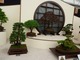 Kolekcja bonsai
