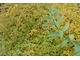 Krzewy odmiany "Crispa" są niewysokie, dorastają do wysokości 0,5 m i wolno rosną, zachowując elegancki wygląd przez cały sezon, fot. Łucja Badarycz