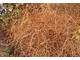 Zimą na krzewie ukazują się bardzo zagęszczone, brązowo połyskujące, łukowato wygięte pędy, które w zimowym ogrodzie zwracają na siebie uwagę, fot. Łucja Badarycz