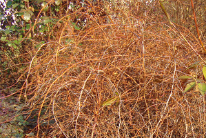 Zimą na krzewie ukazują się bardzo zagęszczone, brązowo połyskujące, łukowato wygięte pędy, które w zimowym ogrodzie zwracają na siebie uwagę, fot. Łucja Badarycz