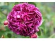 Róża "Charles de Mills"