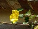 Fremontodendron California Glory