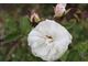 Róża "White Moss"