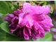 Róża stulistna "Tour de Malakoff" pięknie pachnie