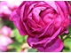 Róża "Reine des Violettes" 