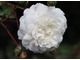 Róża "Little White Pet"