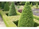 Bukszpanowe topiary