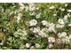 Złocień właściwy  (Chrysanthemum maximum) i jarzmianki (Astrantia)